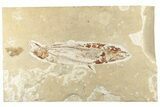 Cretaceous Predatory Fish (Eurypholis) Fossil - Hakel, Lebanon #200686-1
